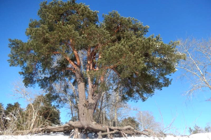 Конкурс «Российское дерево года - 2026»