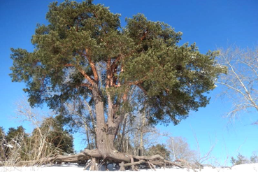 Конкурс «Российское дерево года - 2026»